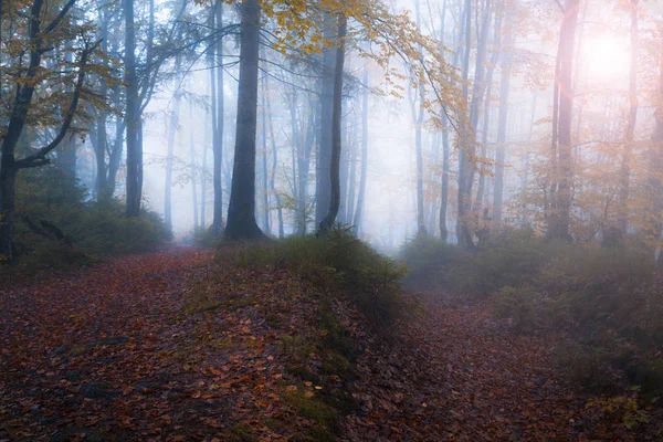 Höstens dimmiga soliga skog — Stockfoto