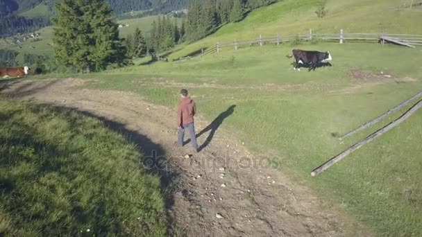 Drone terbang di atas seorang pria berjalan di lapangan pegunungan rumput hijau alpen — Stok Video