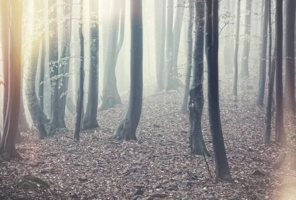 Herfst mistige bos — Stockfoto