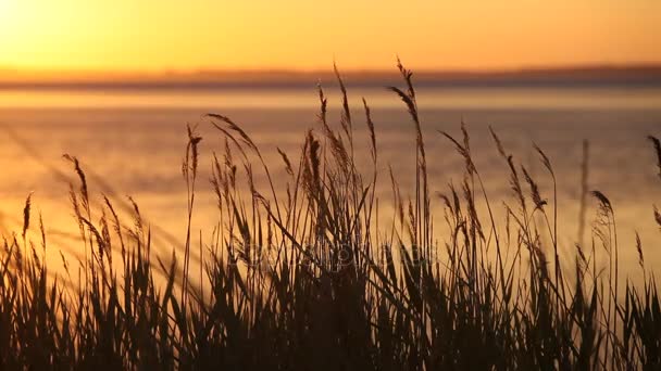 Atlantic ocean coastline with bulrush at sunset — Stock Video