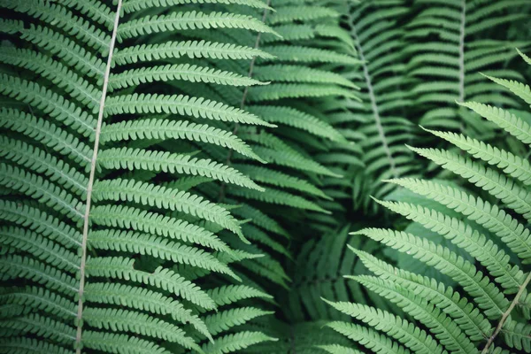 Patroon van de achtergrond van de blad groene fern — Stockfoto