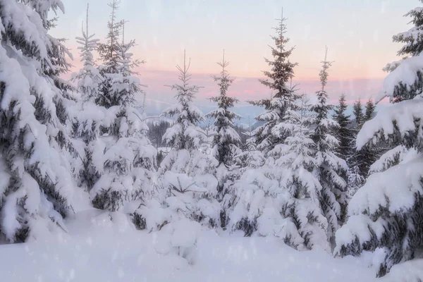 Snowy trees at the winter mountain hills — Stock Photo, Image