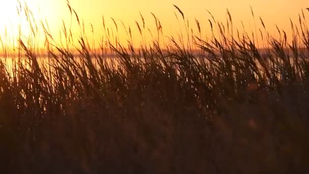 Atlantik Okyanusu'nun sahil şeridine bulrush gün batımında — Stok video