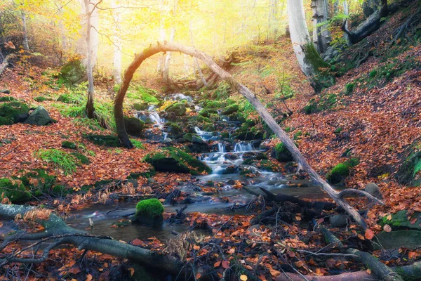 Couleur automne forêt et ruisseau de montagne — Photo