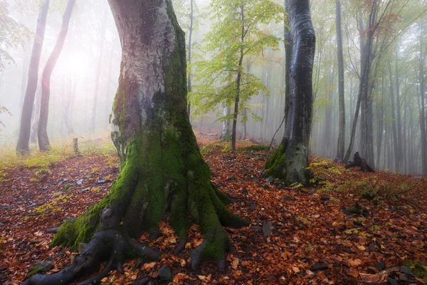 Herfst bos op mistige zonnige ochtend — Stockfoto