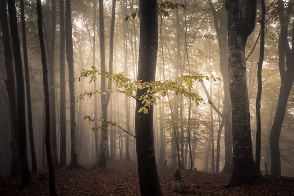 Bosque oscuro de otoño brumoso — Foto de Stock