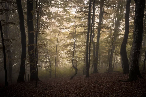 Donker mistige herfst bos — Stockfoto