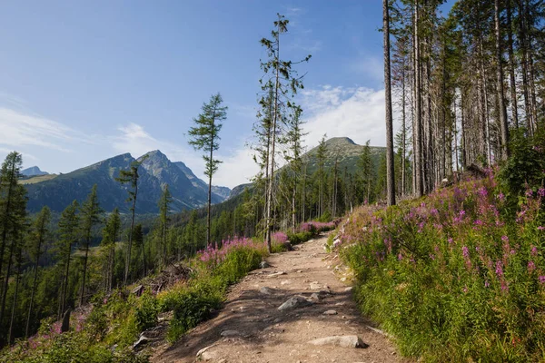 Trail in alpine mountain summer hill — Stock Photo, Image