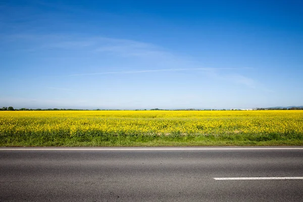 Camino de asfalto entre el campo de verano —  Fotos de Stock