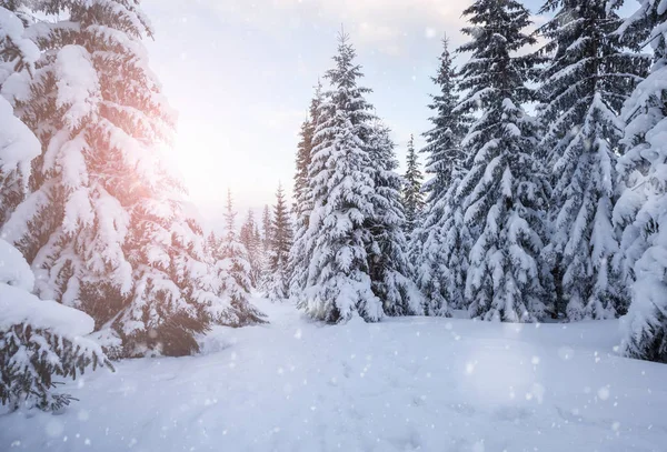 Hiver montagne forêt enneigée — Photo