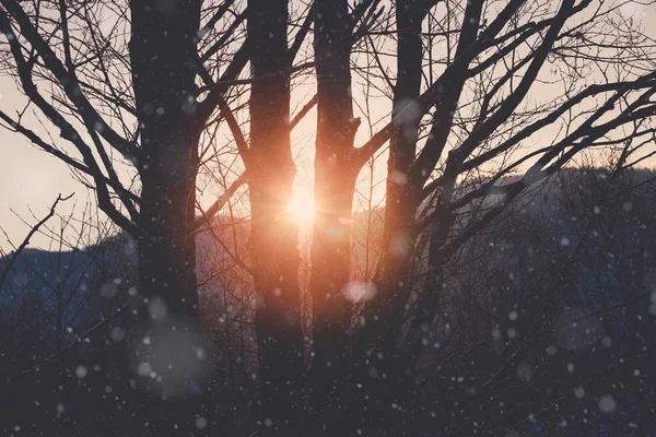 Vinterfjellets snødekte skog – stockfoto