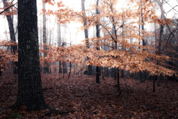 Herfst mistige dag in het bos — Stockfoto