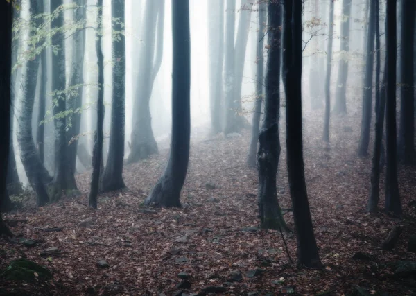 Autumn foggy forest — Stock Photo, Image