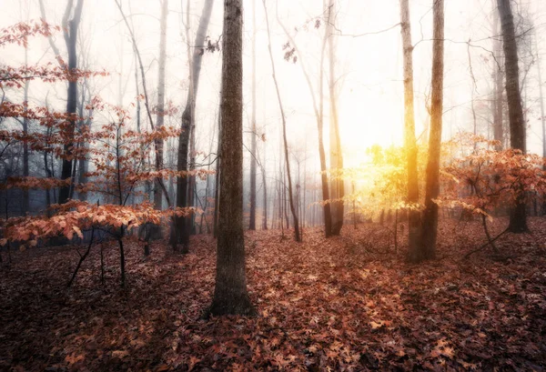 Autumn foggy sunrise in the forest — Stock Photo, Image