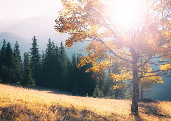 Herfst kleuren boom — Stockfoto