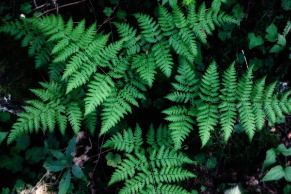 Patroon van de achtergrond van de blad groene fern — Stockfoto