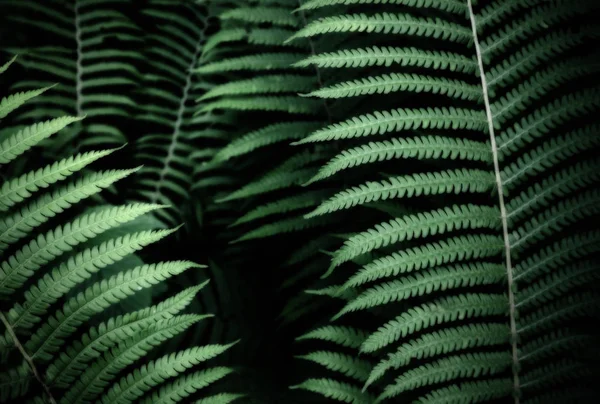 Patroon van de achtergrond van de blad groene fern — Stockfoto