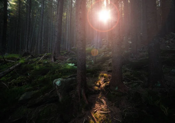 Sunbeam at old forest — Stock Photo, Image