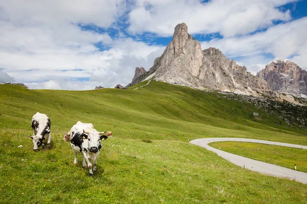 Vaca en la montaña alpina pastos — Foto de Stock