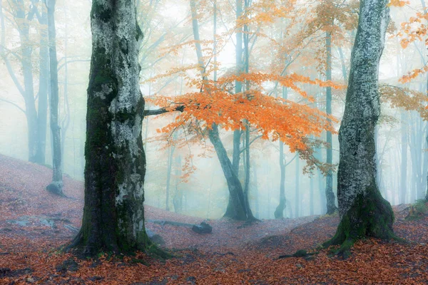 Őszi ködös erdő — Stock Fotó