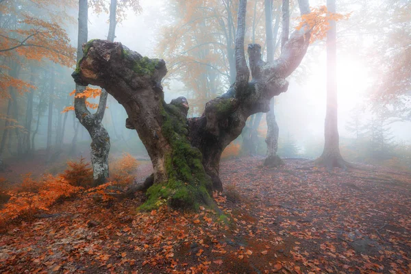 Podzimní mlhou les — Stock fotografie