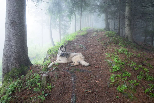 Dog lying on the path in green foggy forest — Stock Photo, Image