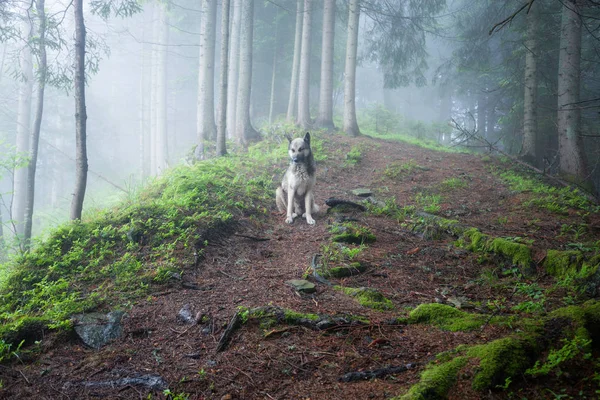 Chien assis sur le chemin dans la forêt brumeuse verte — Photo