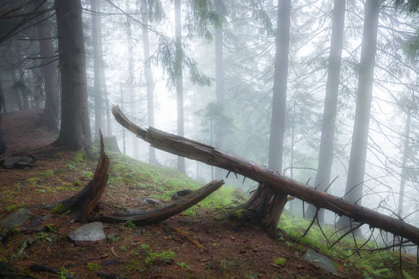 Green foggy mystical forest — Stock Photo, Image