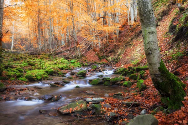 Petit ruisseau en automne forêt de couleur rouge — Photo