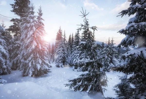 Kış karlı dağ orman — Stok fotoğraf