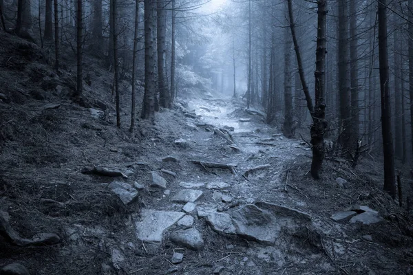 黑雾神秘的森林 — 图库照片