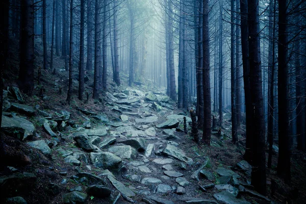 Foresta mistica nebbiosa scura — Foto Stock