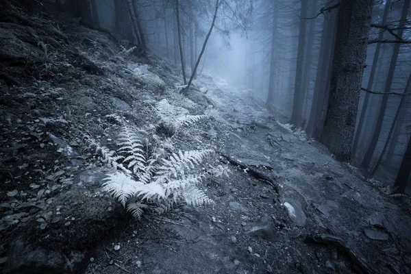 Foresta mistica nebbiosa scura — Foto Stock