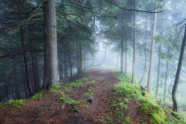 Green foggy mystical forest — Stock Photo, Image