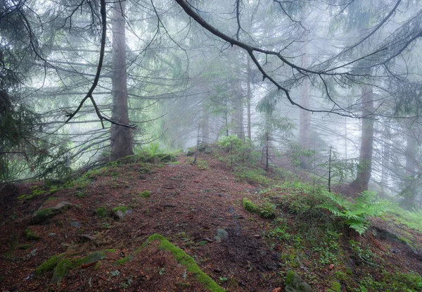 Foresta mistica nebbiosa verde — Foto Stock