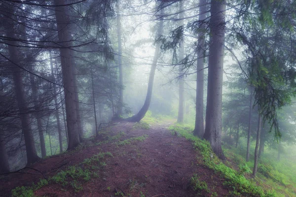 Green foggy mystical forest — Stock Photo, Image