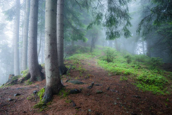 Foresta mistica nebbiosa verde — Foto Stock