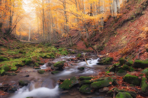 Potůček v podzimním lese červené barvy — Stock fotografie