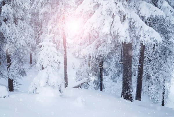 Kış karlı dağ orman — Stok fotoğraf
