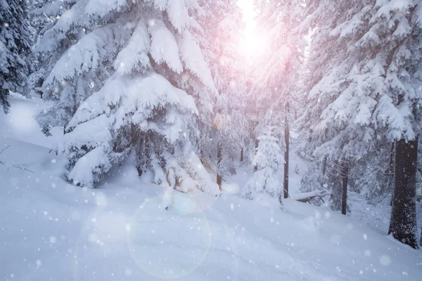 冬天的雪山林 — 图库照片