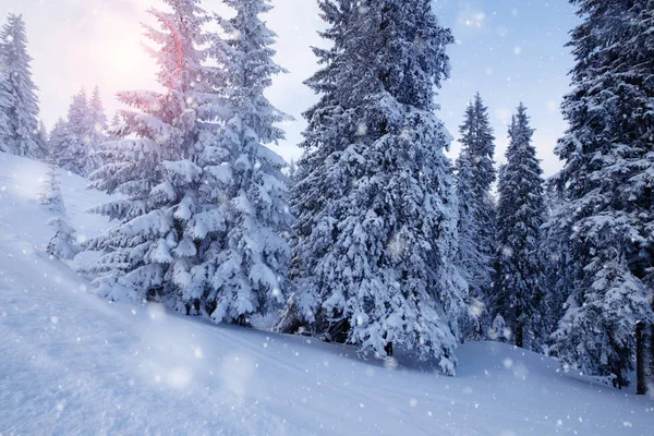 Winter mountain snowy forest — Stock Photo, Image