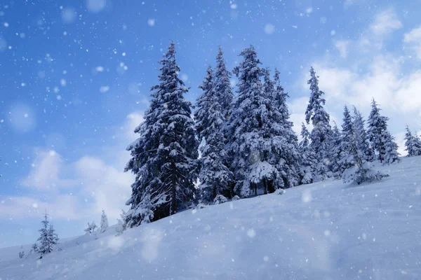 Invierno montaña bosque nevado — Foto de Stock