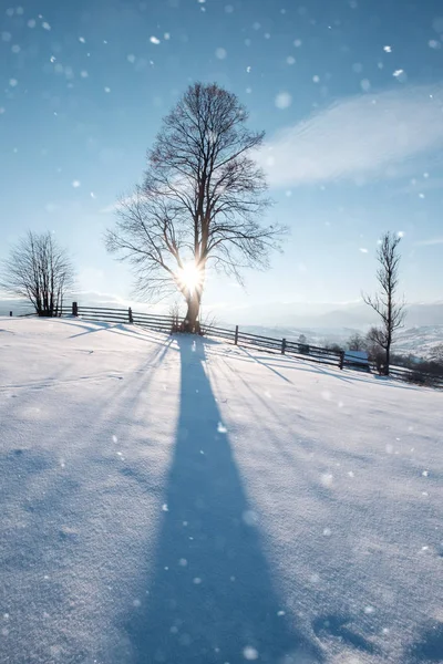 Одинокое большое дерево на вершине зимнего снежного холма — стоковое фото