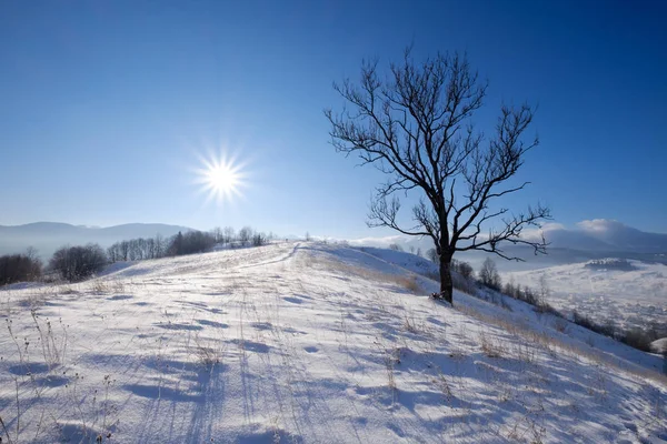 Árbol grande solitario en la cima de la colina nevada de invierno —  Fotos de Stock