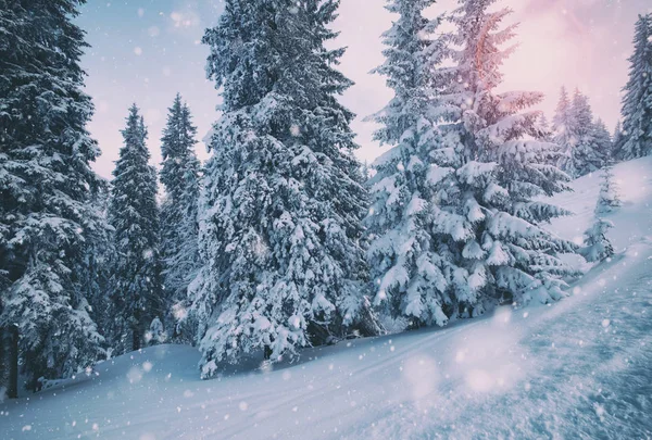 Invierno bosque nevado en día soleado —  Fotos de Stock