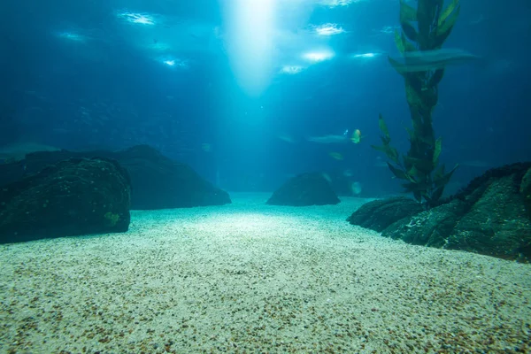 Сцена подводной жизни — стоковое фото