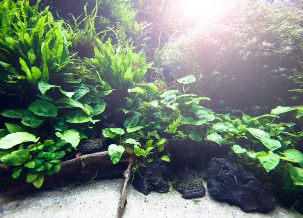 Víz alatti élet jelenet — Stock Fotó