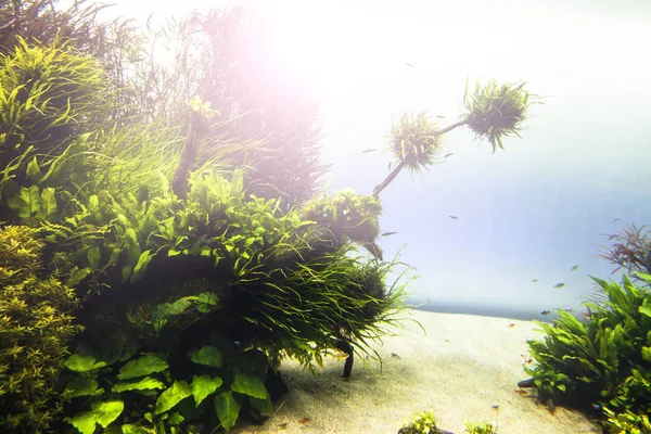 Onderwaterleven scène — Stockfoto