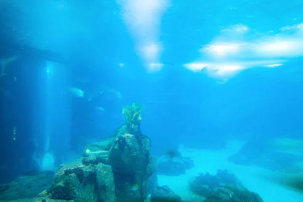 Underwater life scene — Stock Photo, Image