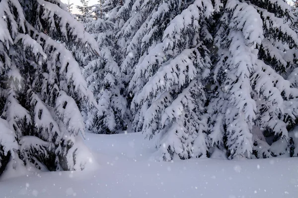 Invierno montaña bosque nevado —  Fotos de Stock